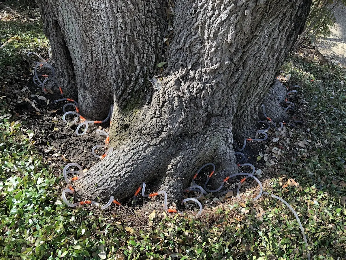 Detailed Shrub and Hedge Trimming job site in Aquilla