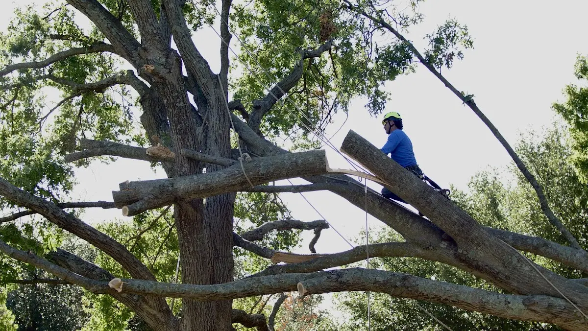 Professional Hazardous Tree Removal performed by certified arborists in Aquilla
