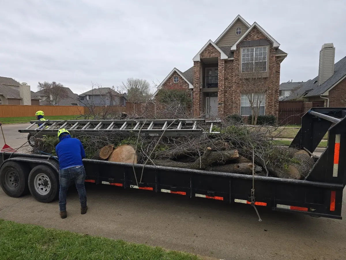 Expert Tree Removal with proper safety equipment in Aquilla